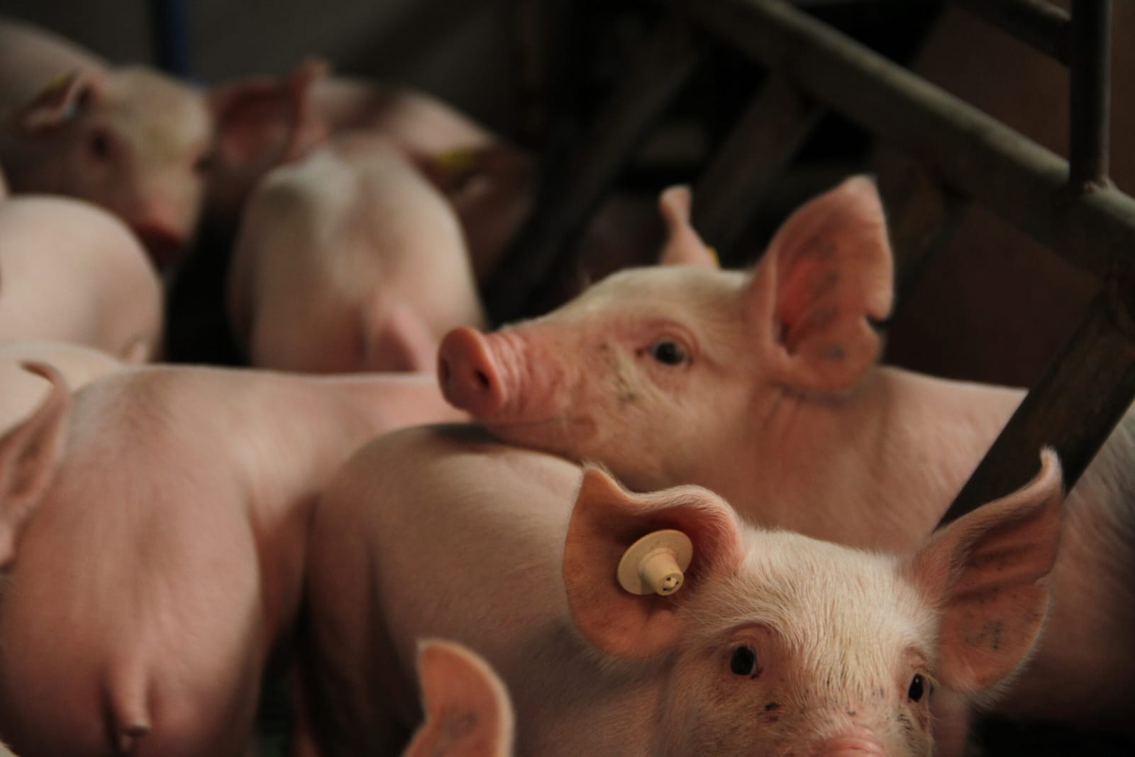 Leitões com brinco de identificação em uma maternidade da granja de Borja