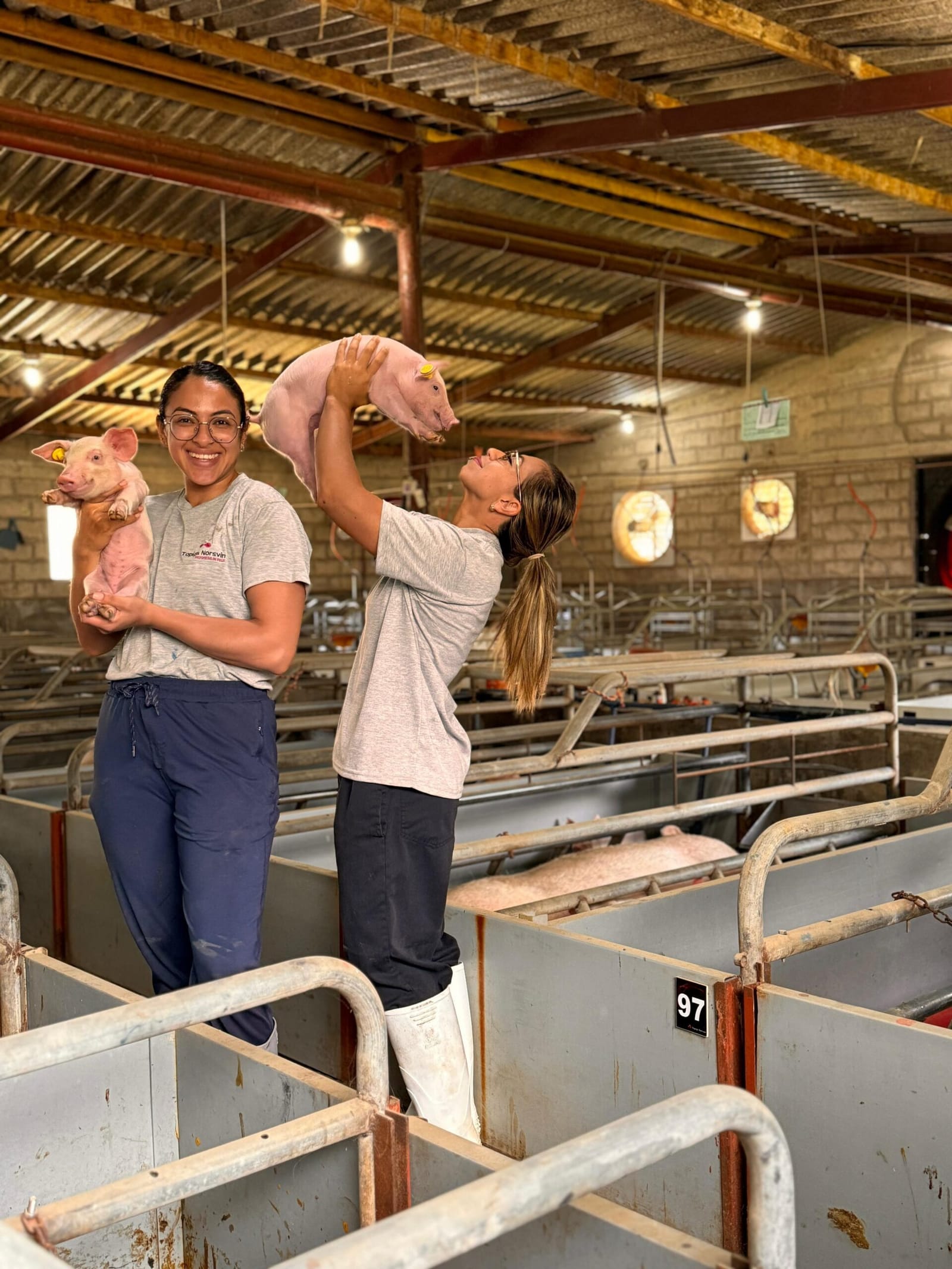 Dos trabajadoras sostienen lechones en la maternidad de la granja