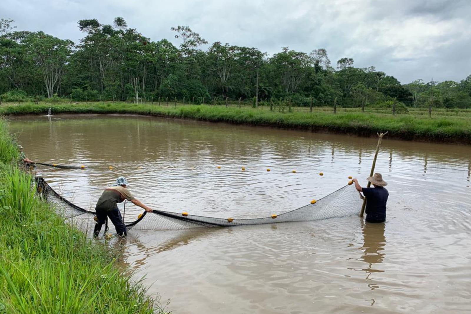 Dois trabalhadores de chapéu estendem uma rede de boias amarelas em um tanque de criação cercado pela selva